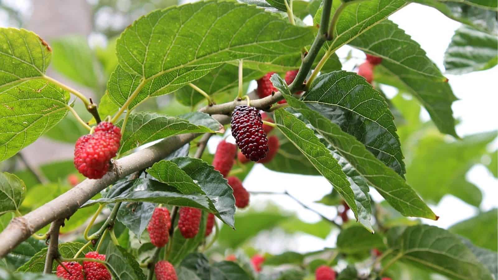 Several ripe and unripe mulberries growing on a branch with green leaves.