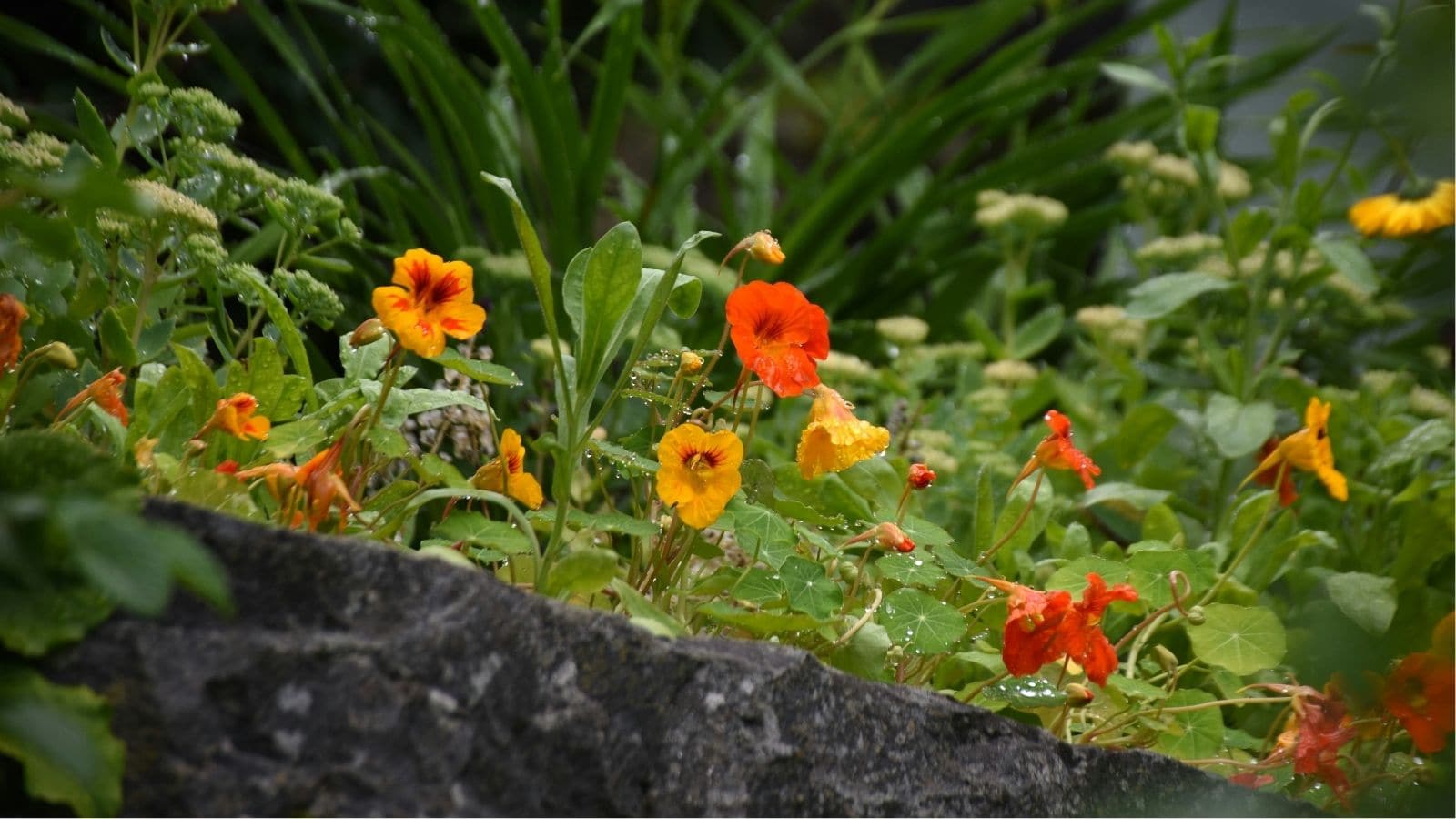Orange and yellow nasturtium flowers grow among green leaves and stems, with a stone wall in the foreground.