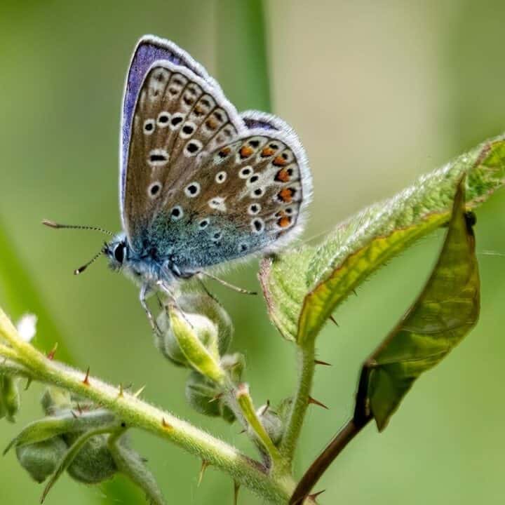 A close-up of a blue butterfly perched on a green plant with unopened buds and leaves, set against a blurred green background.