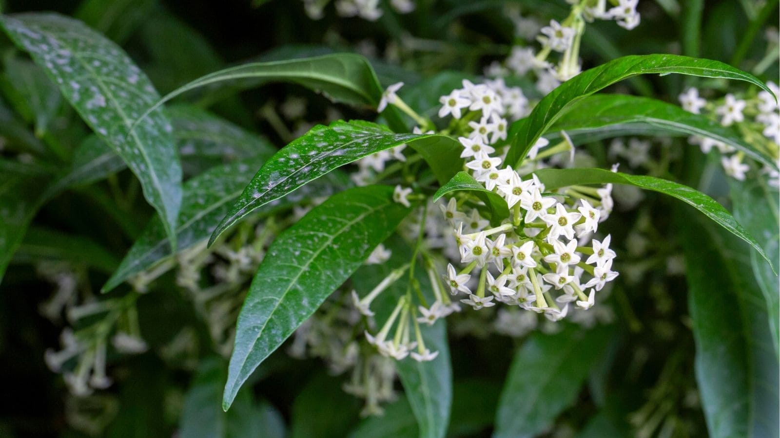 A cluster of small, white, star-shaped flowers with green centers grows among elongated green leaves.