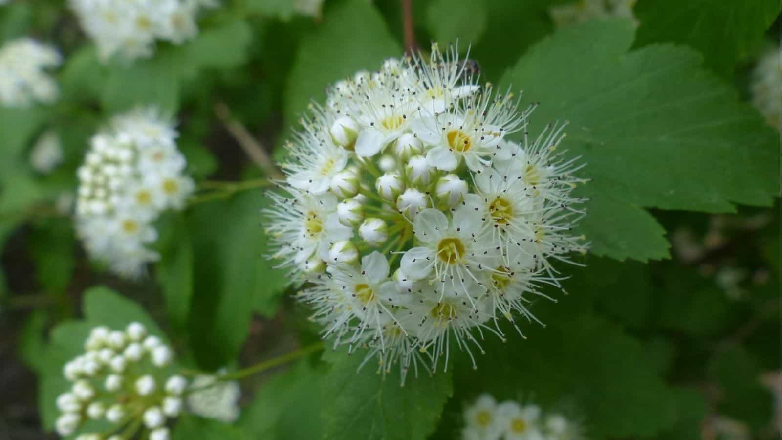 A close-up of a white spiky flower cluster with yellow centers and green leaves in the background.