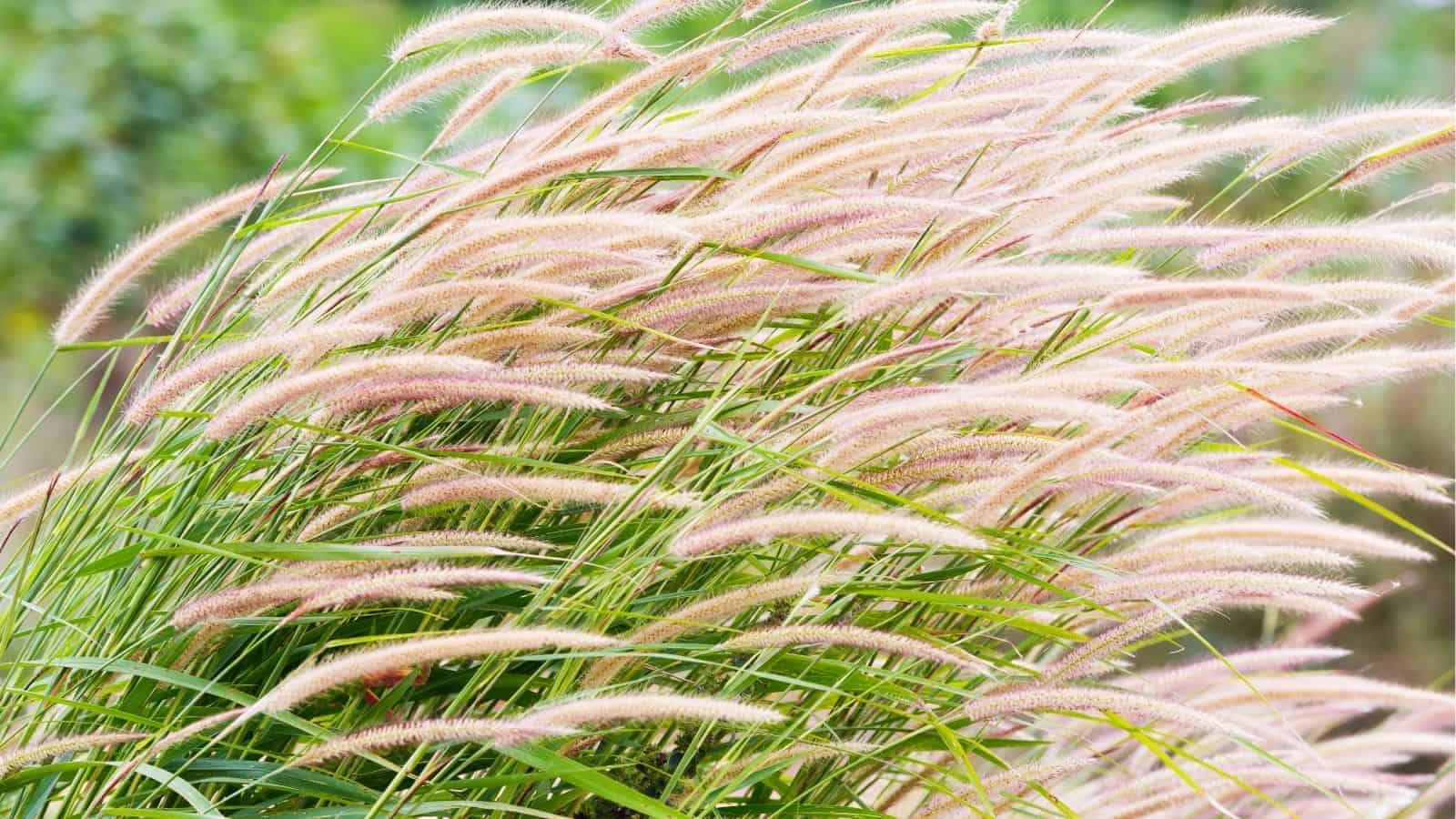 A cluster of ornamental grass with long, feathery, light pinkish plumes bending to one side in an outdoor setting.
