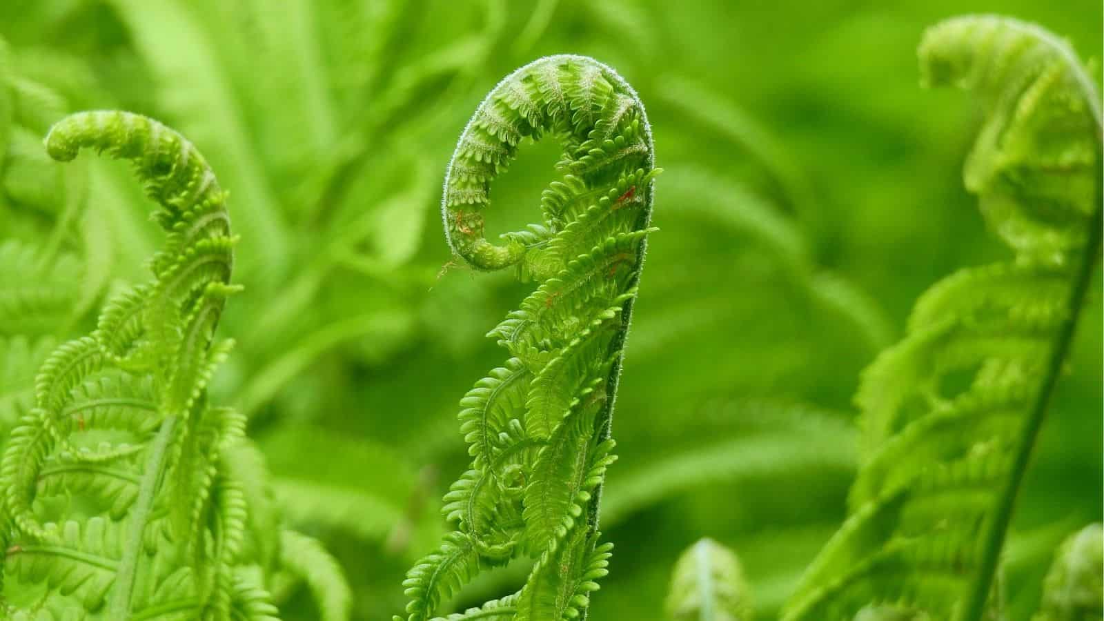 Close-up of green fern fronds unfurling against a blurred green background.