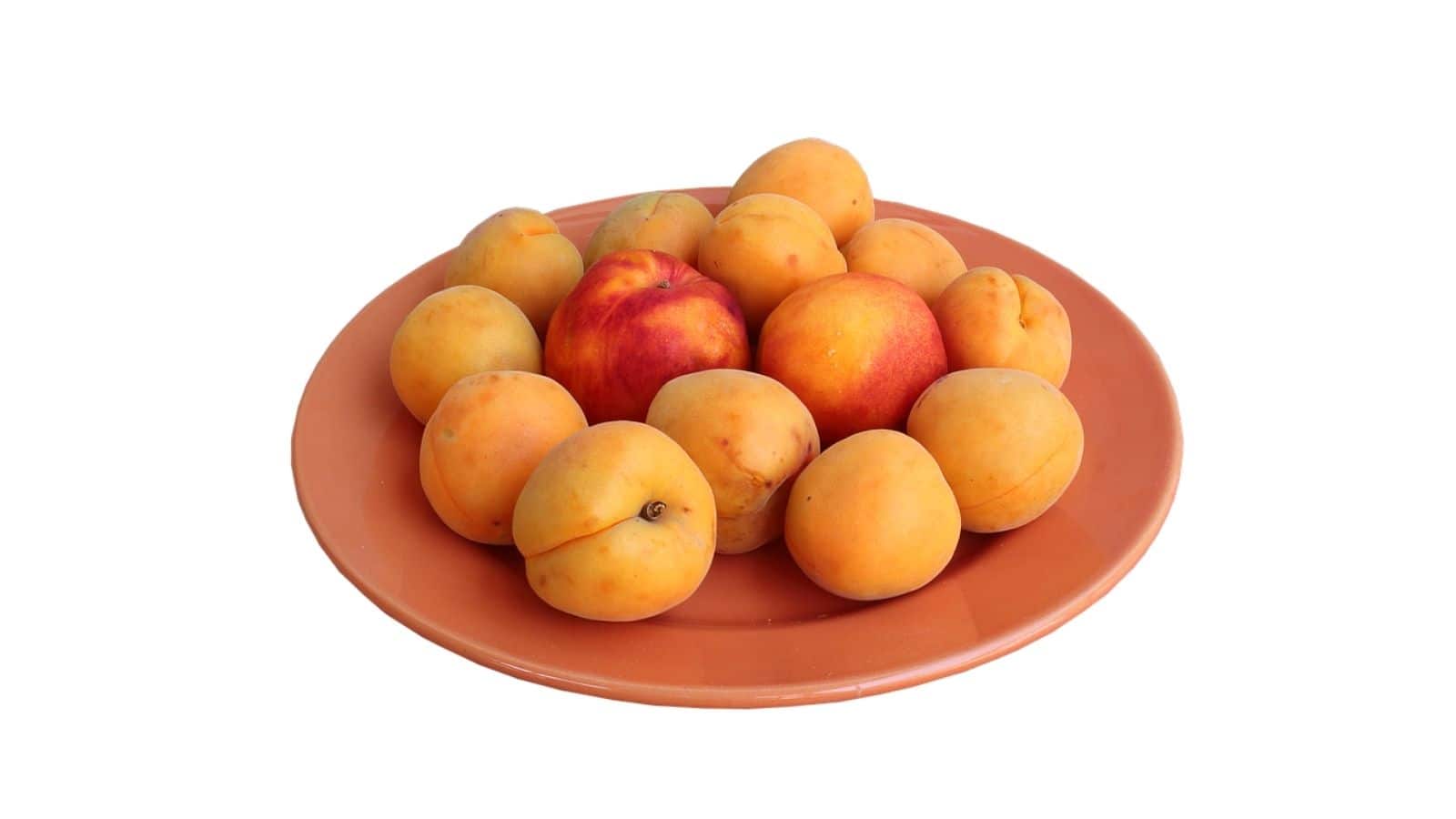 A group of apricots and two nectarines arranged on an orange plate against a white background.
