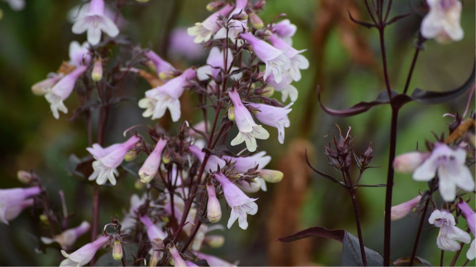 Clusters of tubular, pale purple flowers with white tips grow on dark stems against a blurred green and brown background.