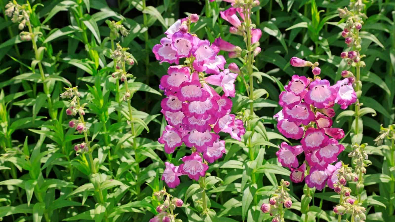 Two tall spikes of vibrant pink penstemon flowers stand among green foliage in bright sunlight.