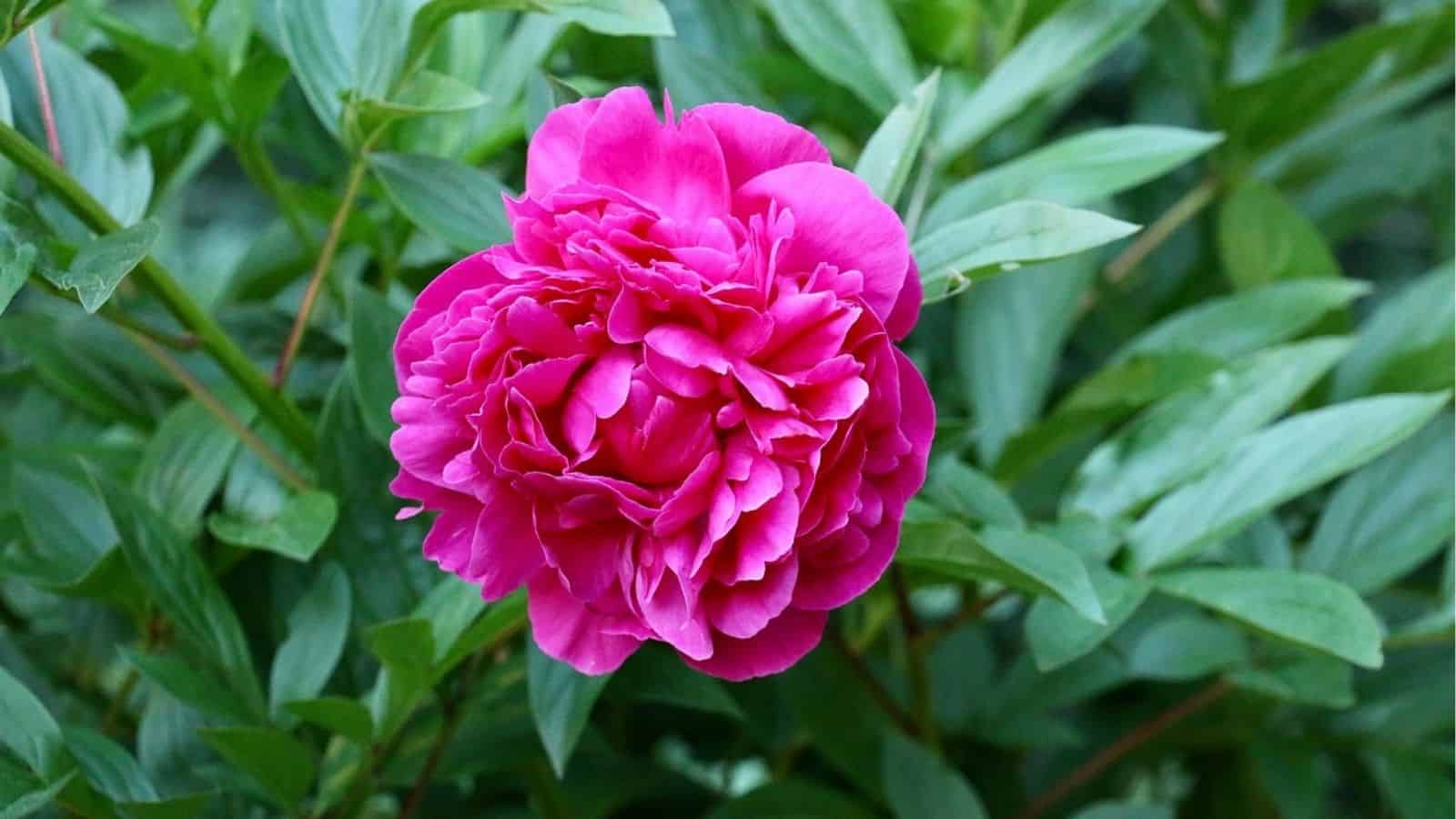 A bright pink peony flower in full bloom, surrounded by green leaves.