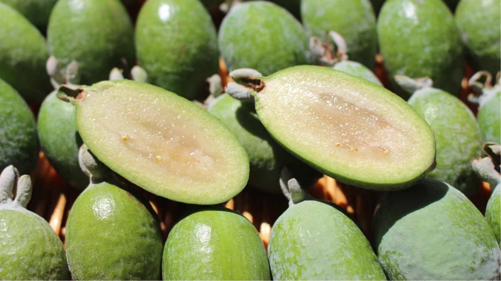 A group of whole feijoa fruits with one fruit cut in half to show its light green, juicy interior.
