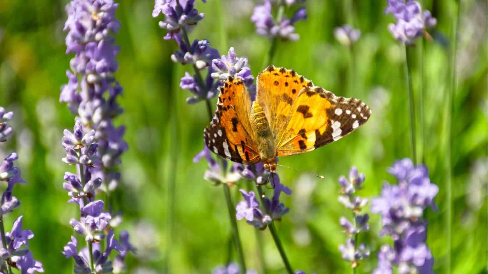 A butterfly with orange, black, and white patterned wings rests on a blooming lavender flower, surrounded by green foliage and more purple flowers.