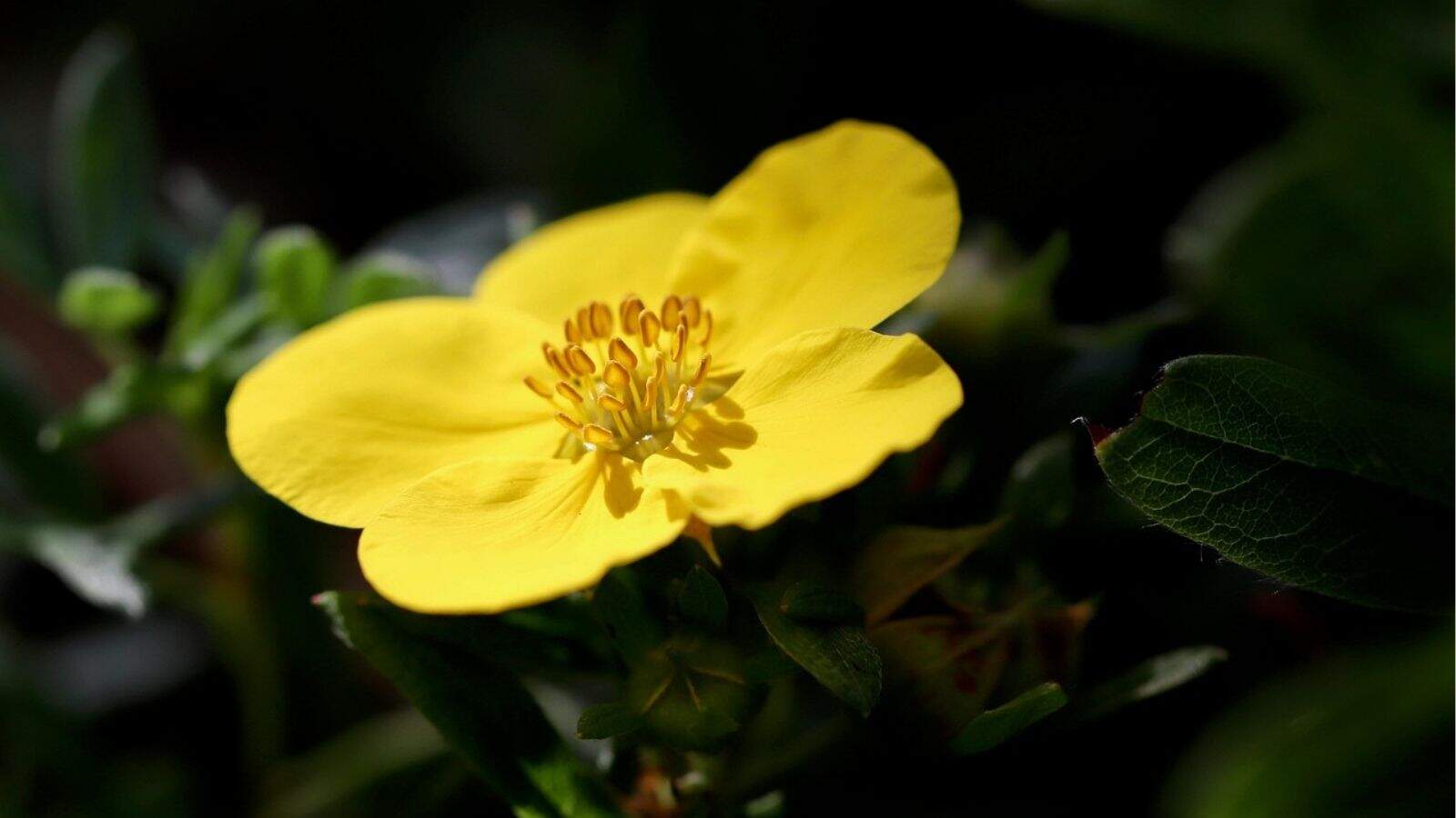 A close-up of a single yellow flower with five petals and prominent stamens, surrounded by green leaves in natural light.