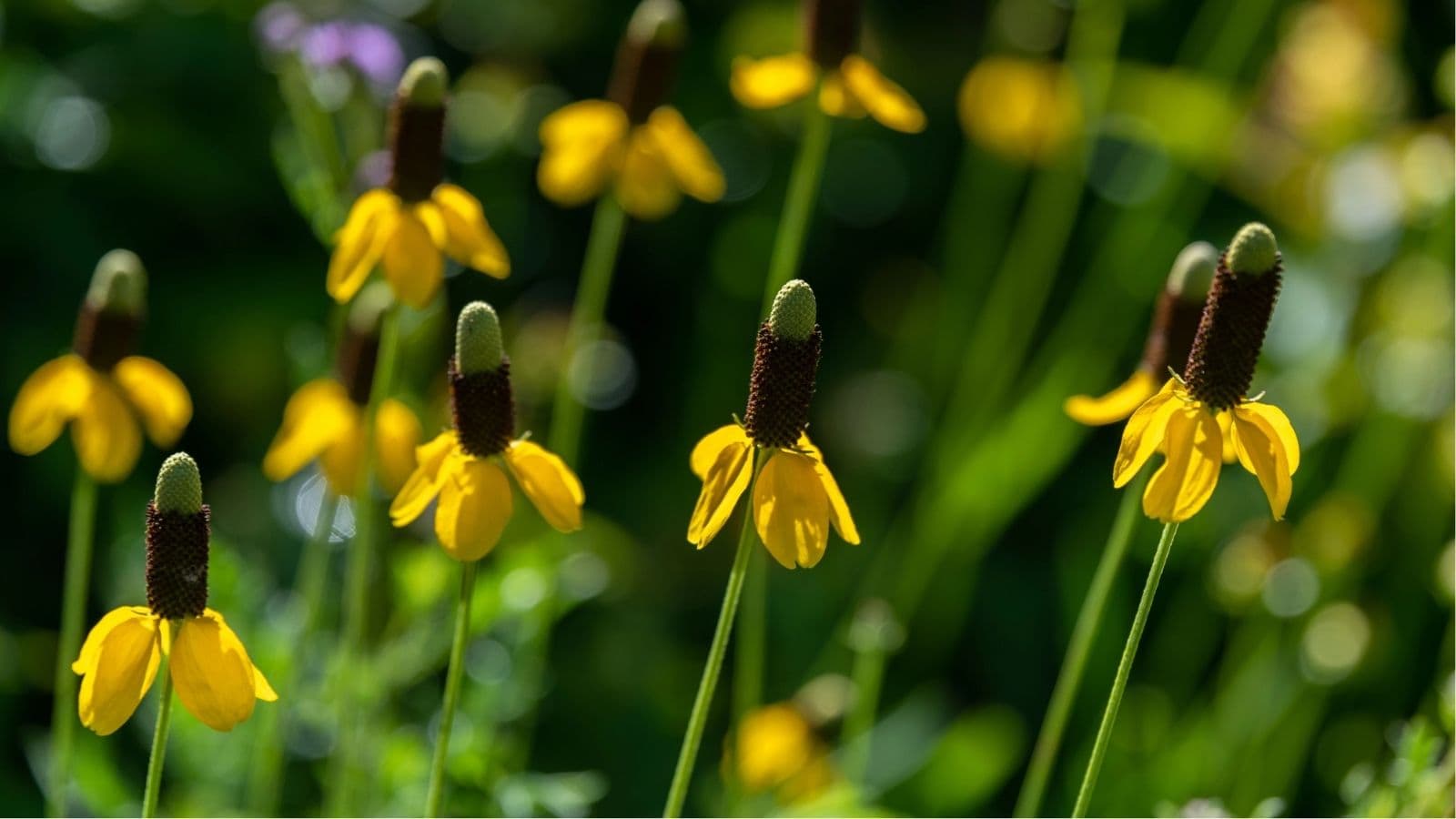 Several yellow coneflowers with elongated brown centers and slender green stems grow in sunlight against a blurred green background.