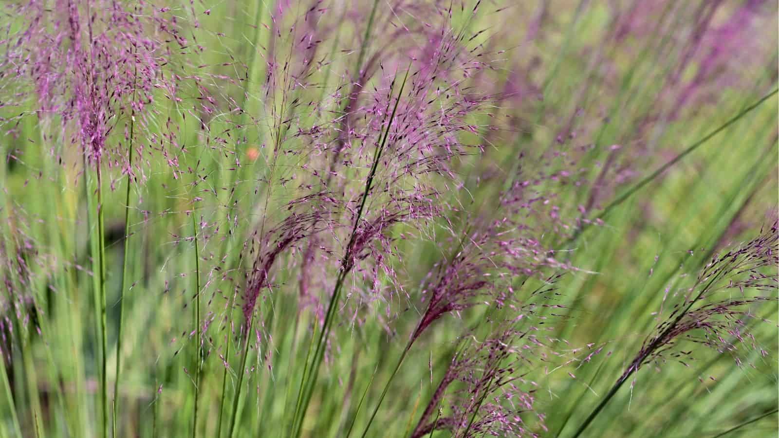 Close-up of tall, green grass with delicate purple flower plumes swaying, set against a softly blurred background.