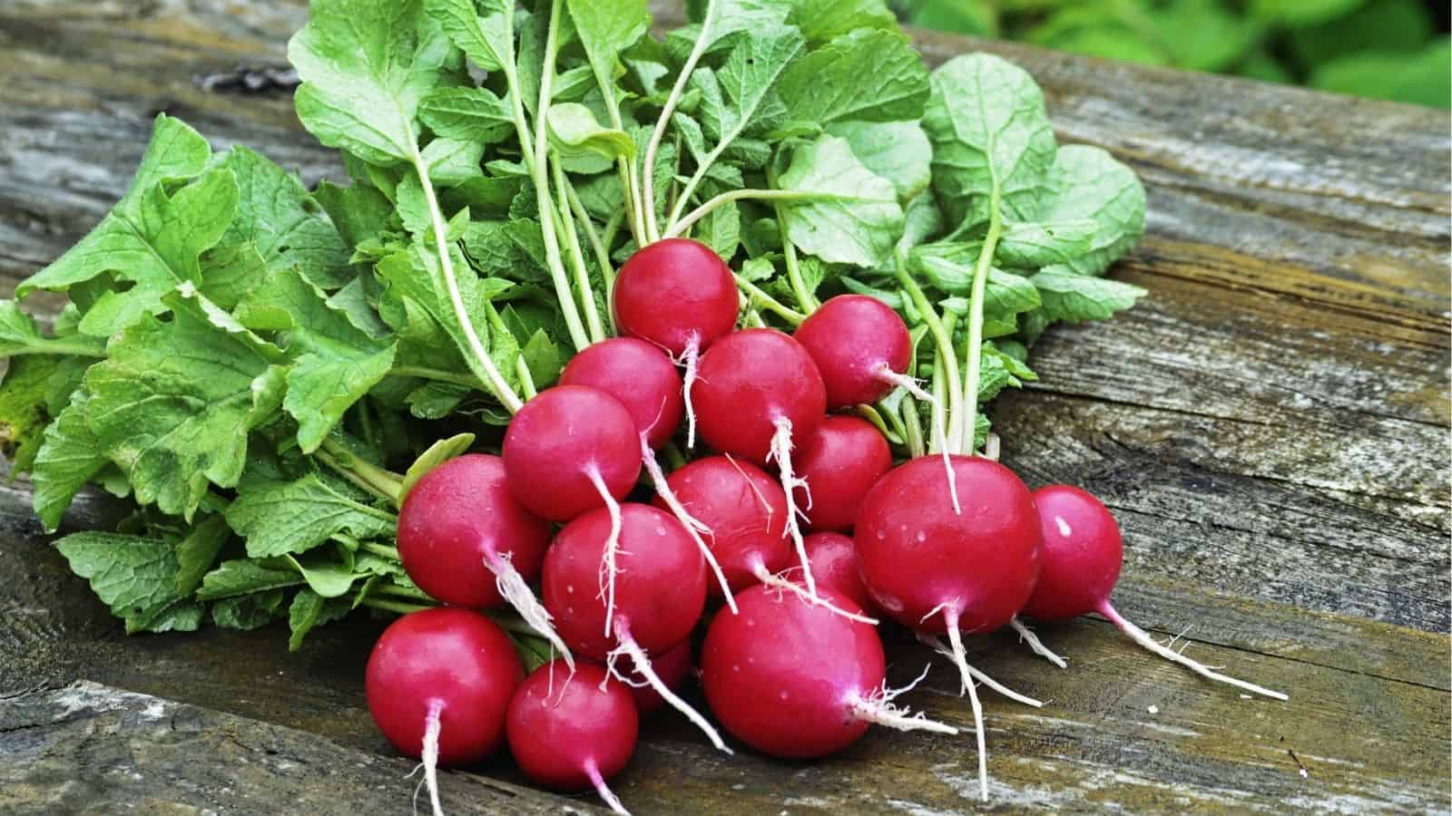 A bunch of fresh red radishes with green leaves rests on a weathered wooden surface.