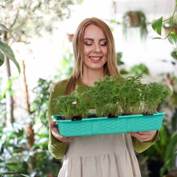 A woman stands indoors holding a blue tray of young potted plants, surrounded by various green houseplants.