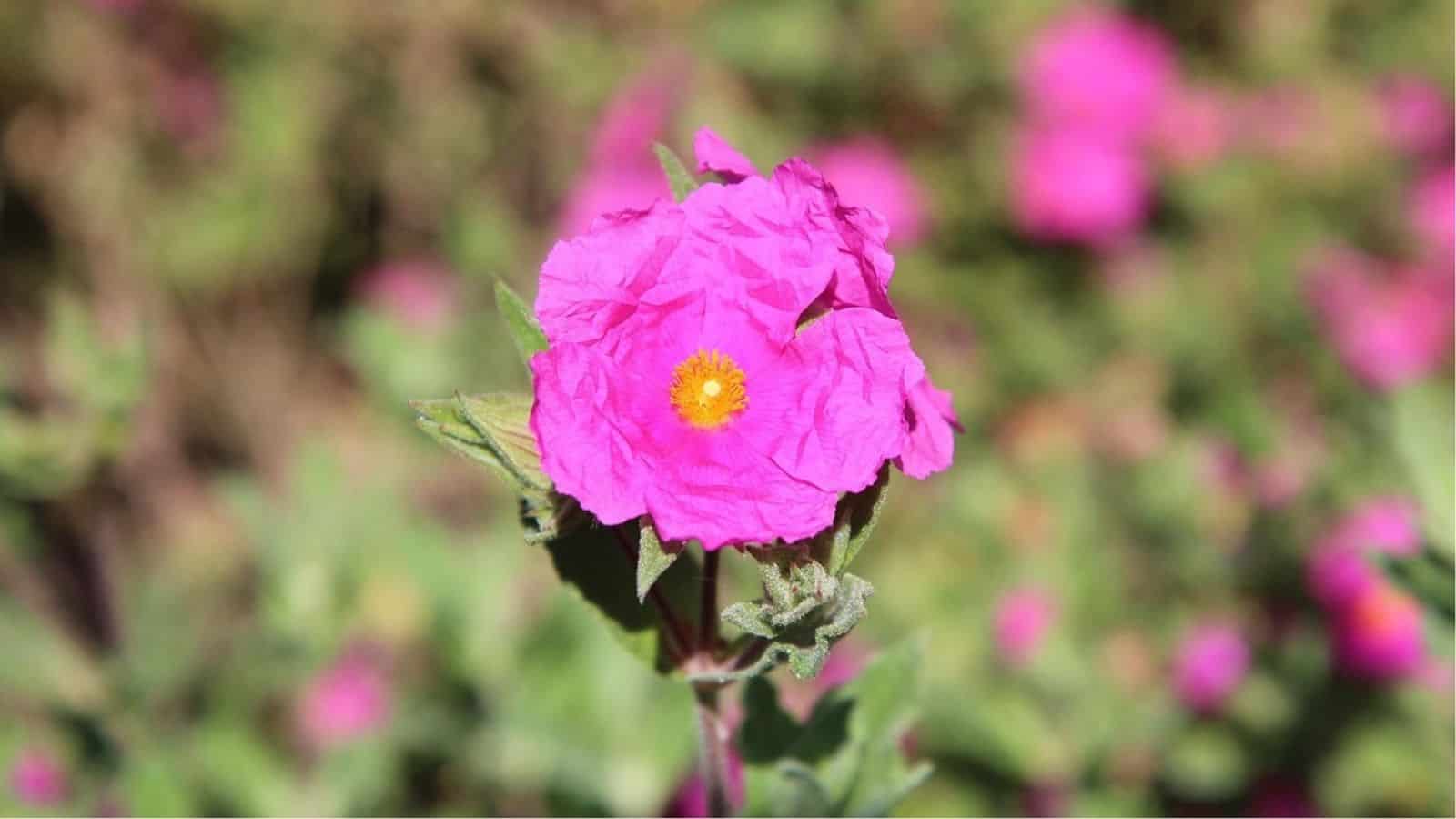 Close-up of a single vibrant pink flower with a yellow center, surrounded by blurred green foliage and more pink flowers in the background.