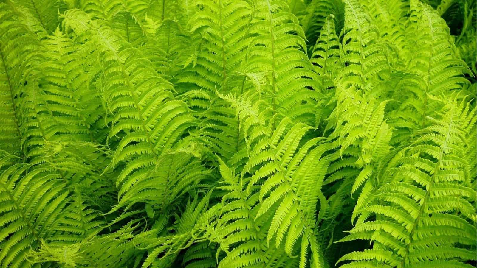 A dense cluster of bright green fern leaves with delicate, feathery fronds overlapping each other.