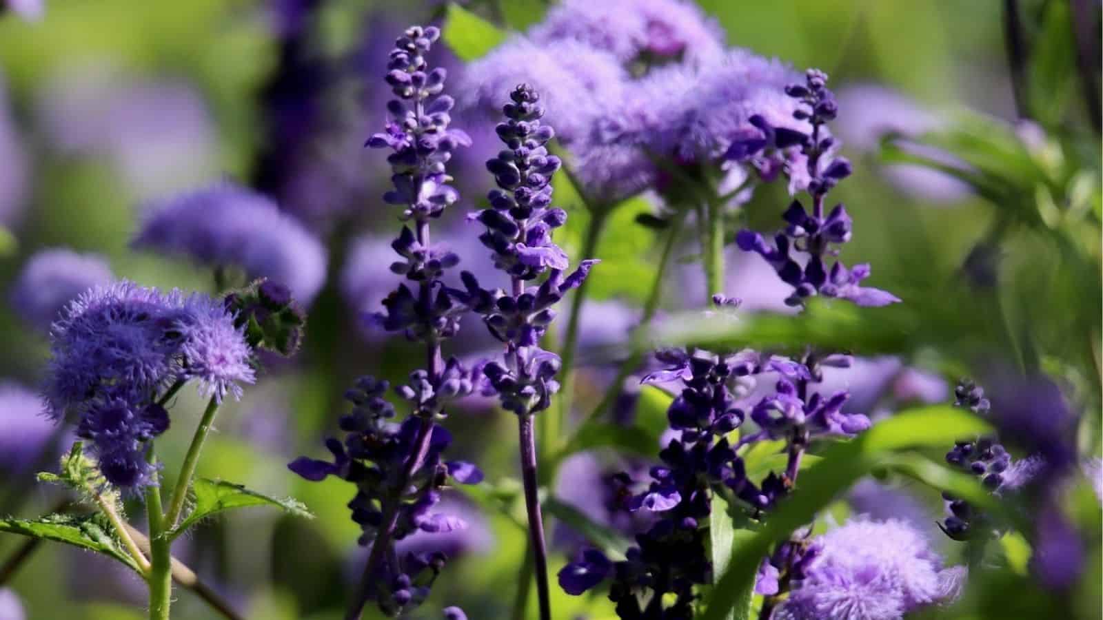 Close-up of vibrant purple flowers and green leaves in a sunlit garden.