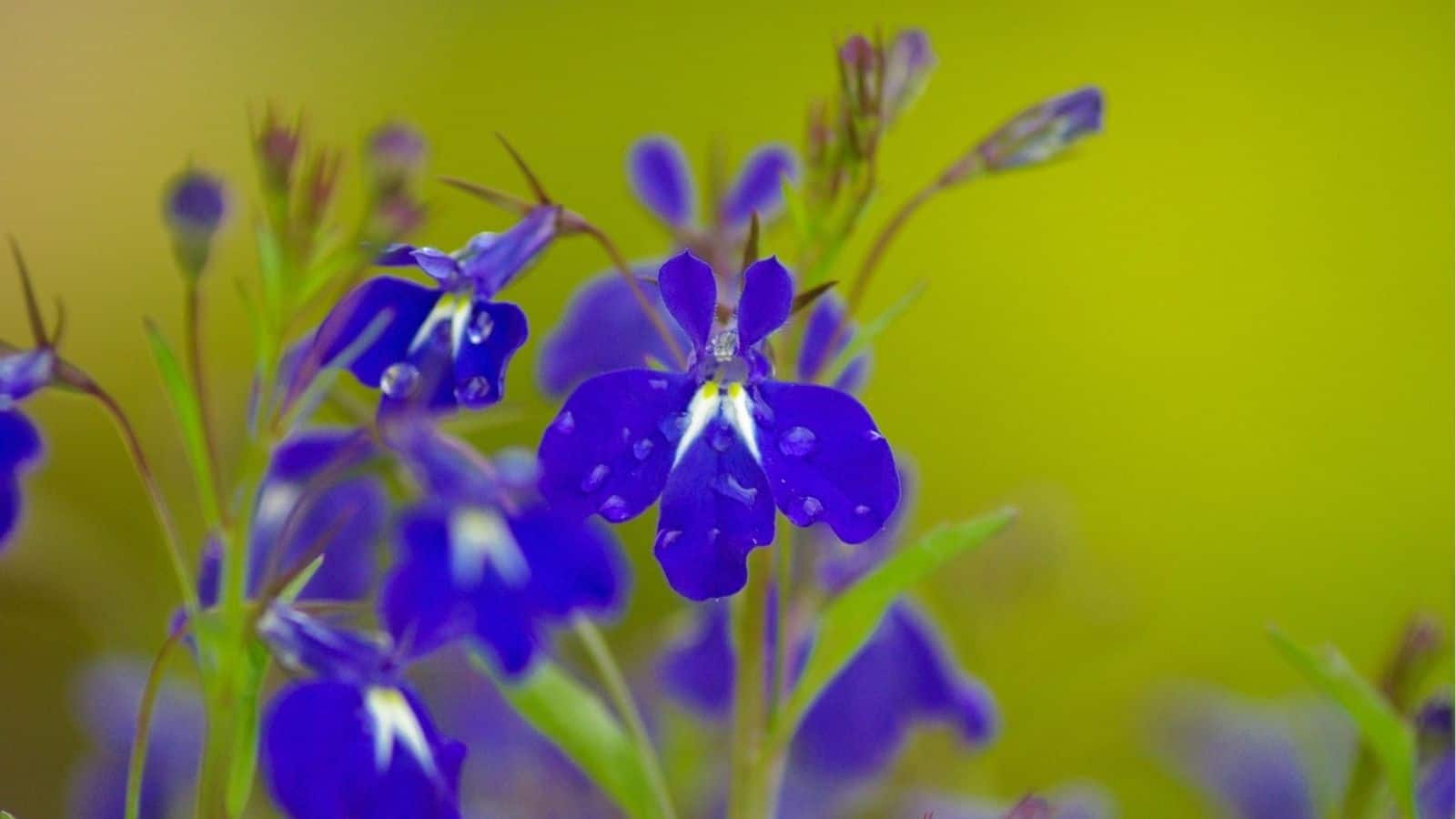 Close-up of vibrant blue lobelia flowers with water droplets on their petals, set against a blurred green and yellow background.