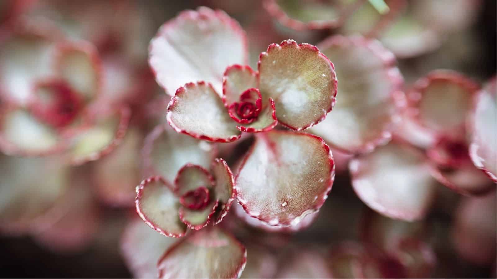 Close-up of succulent plant with round, fleshy leaves edged in pink, showing detail and texture.