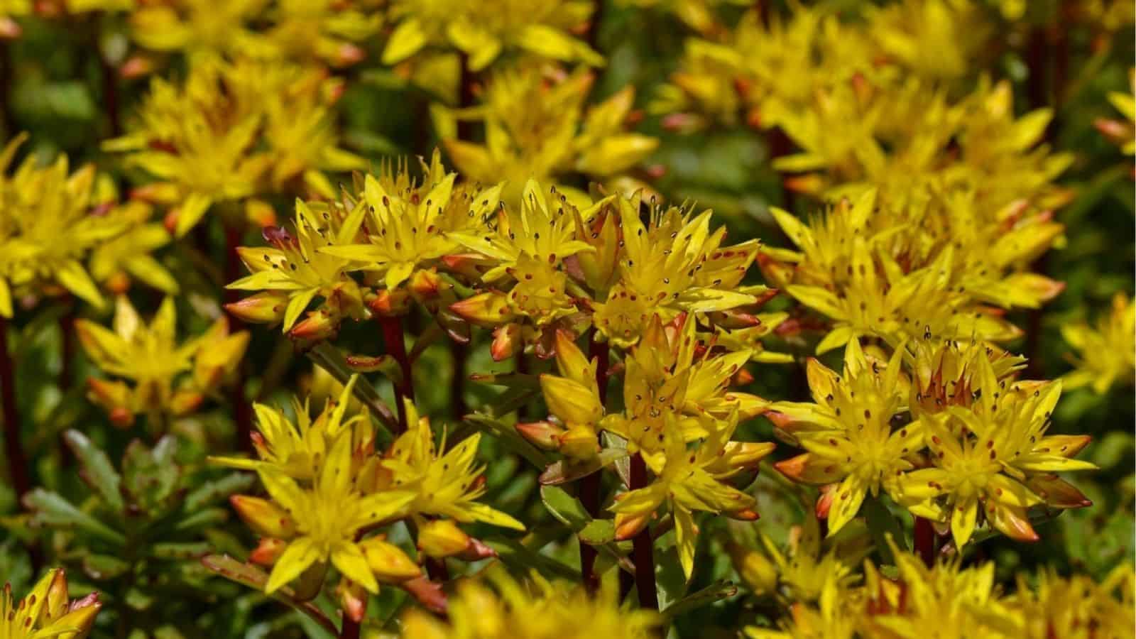 A dense cluster of yellow star-shaped flowers in bloom, surrounded by green foliage.