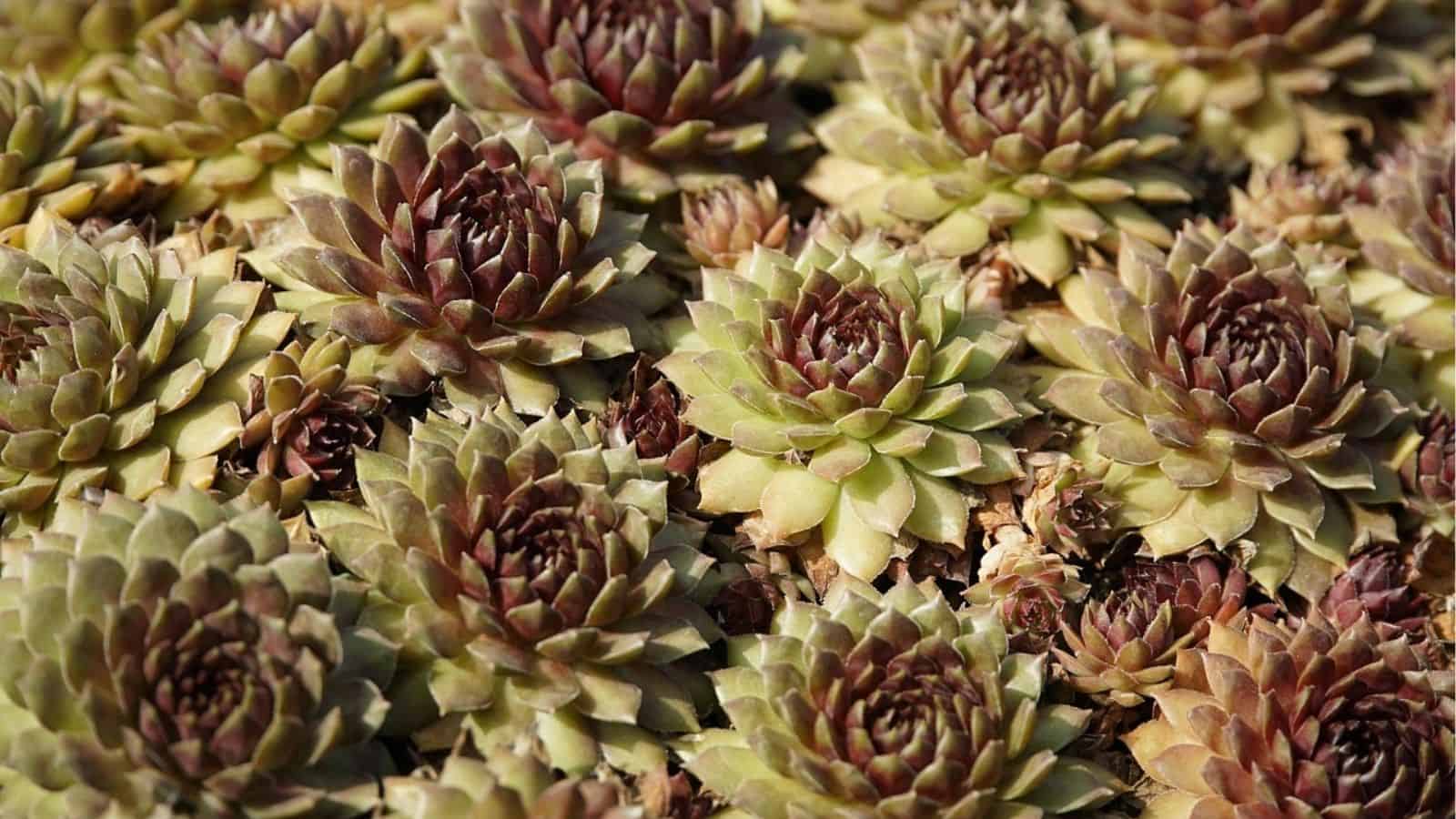 Close-up view of a cluster of succulent plants with green and reddish-purple leaves arranged in tight rosettes.