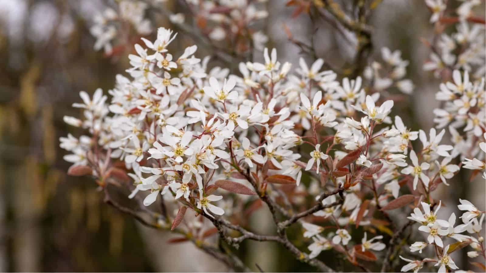 A cluster of small white flowers with yellow centers and reddish-brown leaves blooming on tree branches.