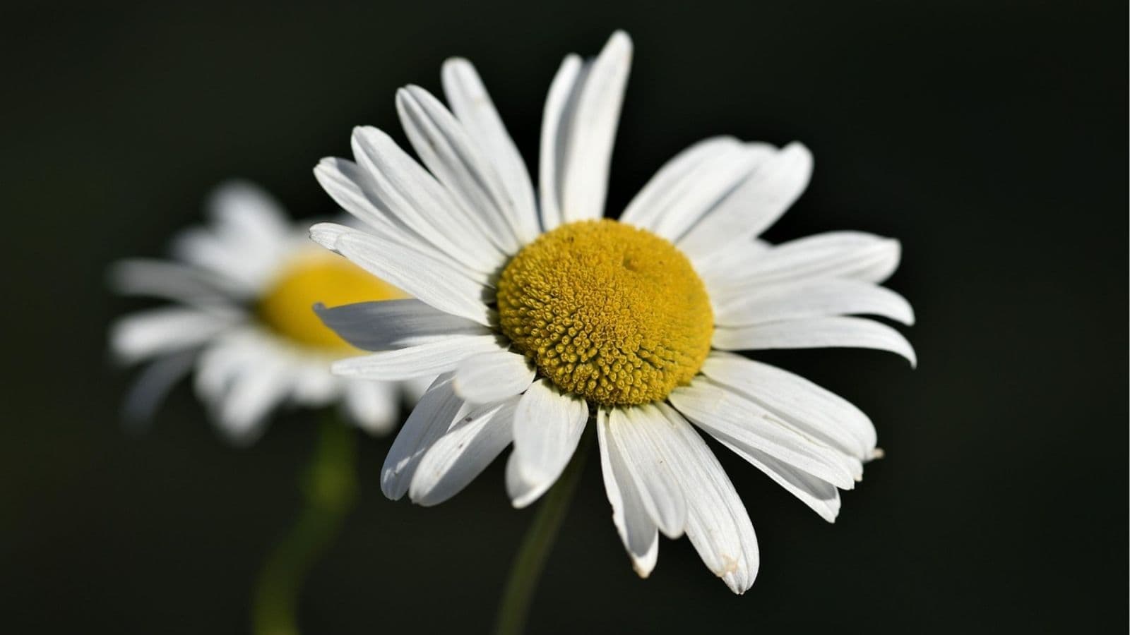 A close-up of two white daisies with yellow centers against a dark, blurred background.
