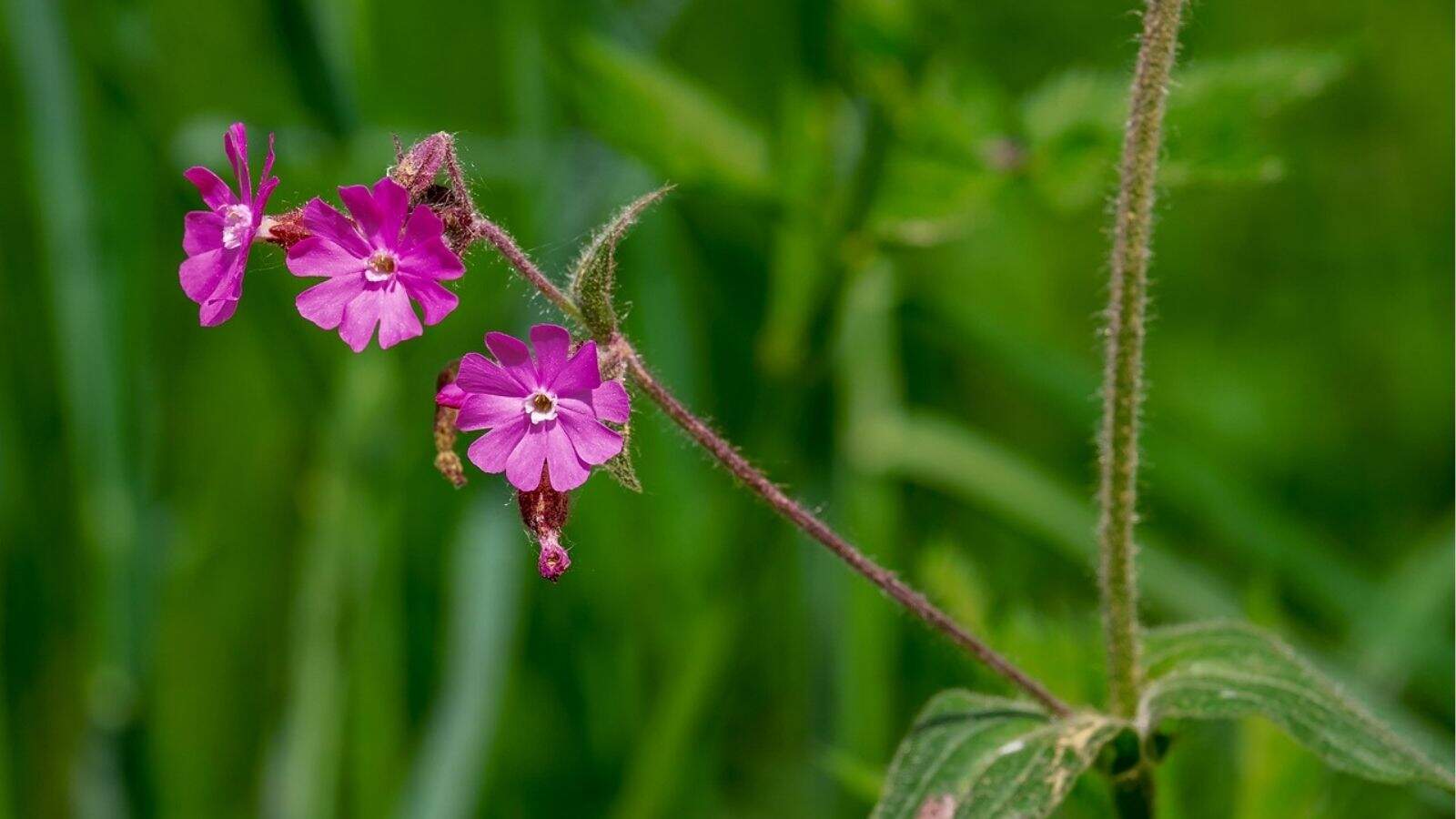 Close-up of a pink wildflower with three open blooms and a fuzzy stem against a blurred green background.