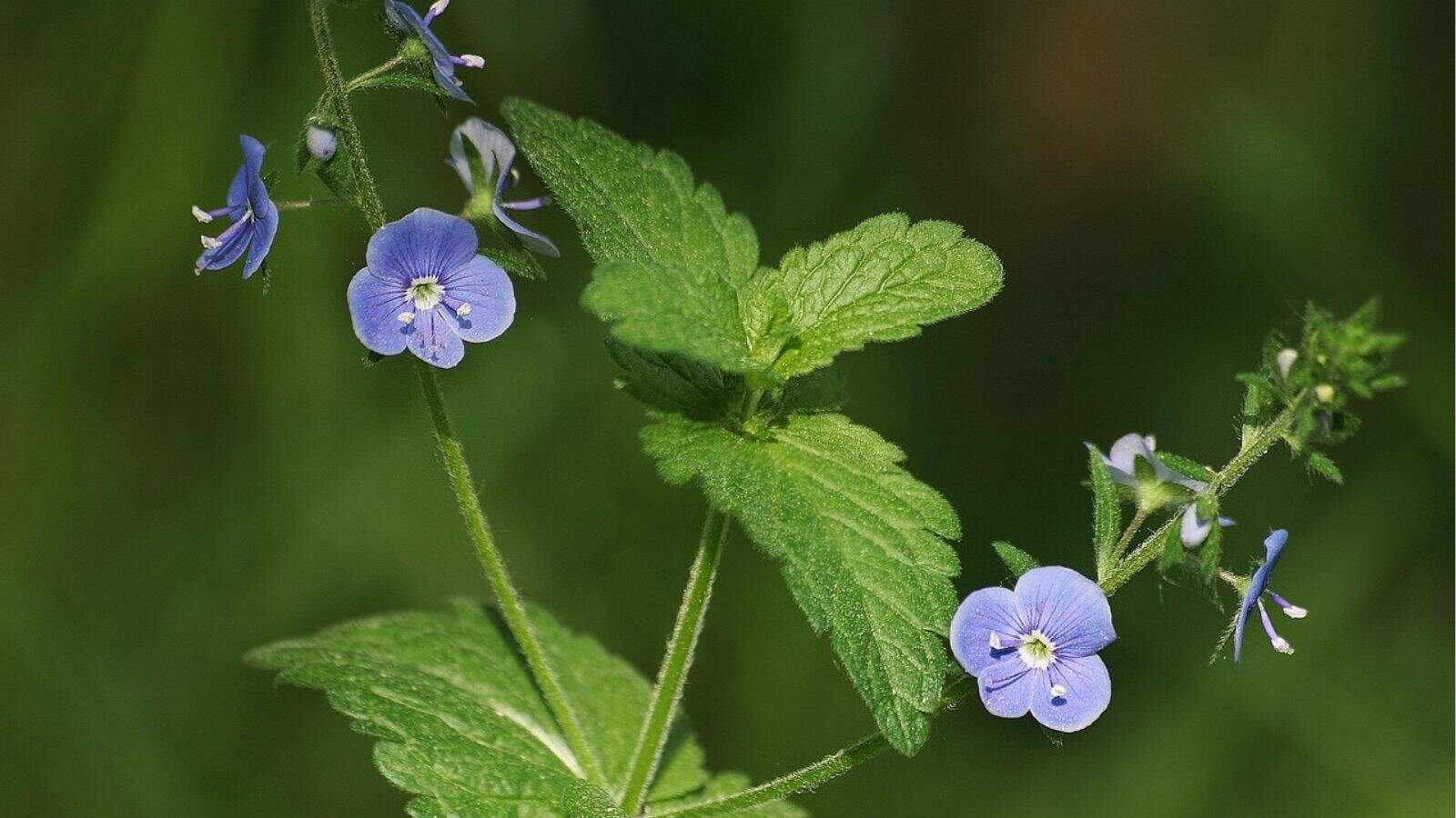 Close-up of a green plant with small blue flowers, each flower has four petals and white centers, against a blurred green background.