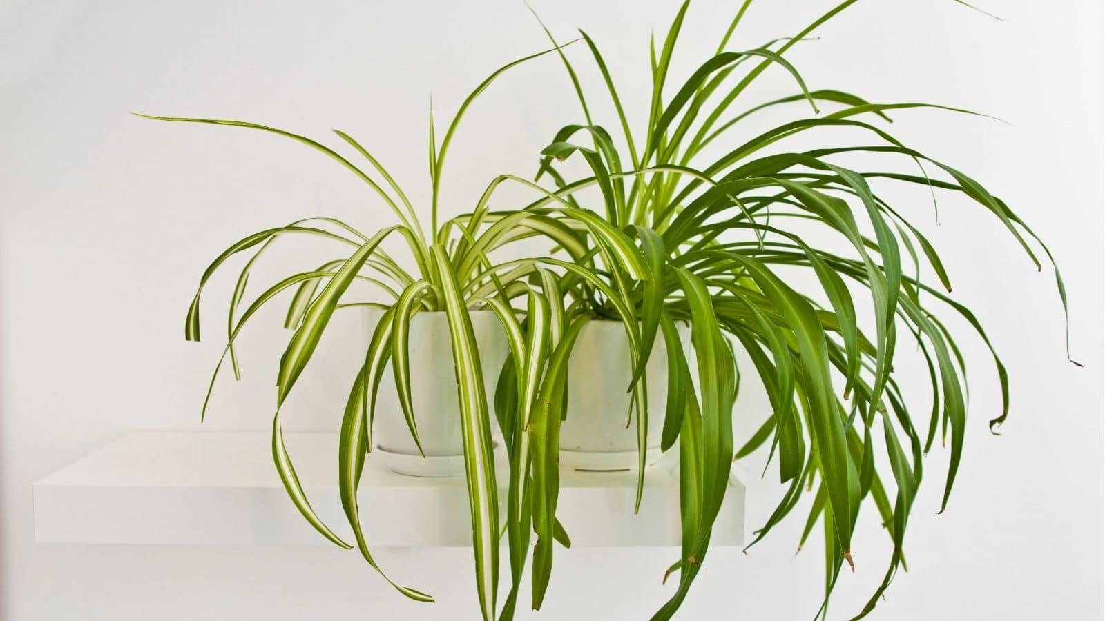 Two spider plants in white pots sit side by side on a white floating shelf against a plain white wall.