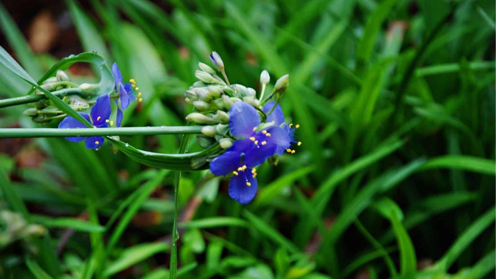 Cluster of small purple flowers with yellow stamens surrounded by green leaves and foliage in an outdoor garden setting.