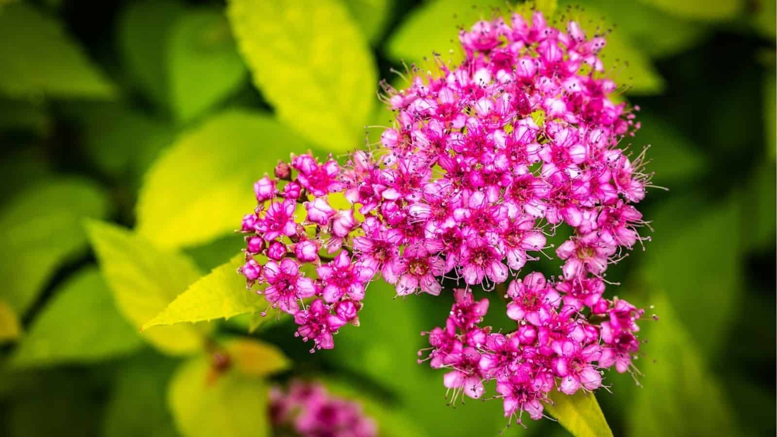 Cluster of bright pink spirea flowers in bloom surrounded by green leaves.