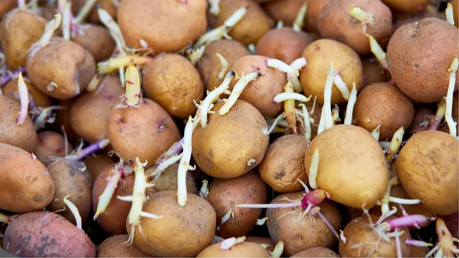 A pile of brown potatoes with long, pale sprouts growing from their surfaces.