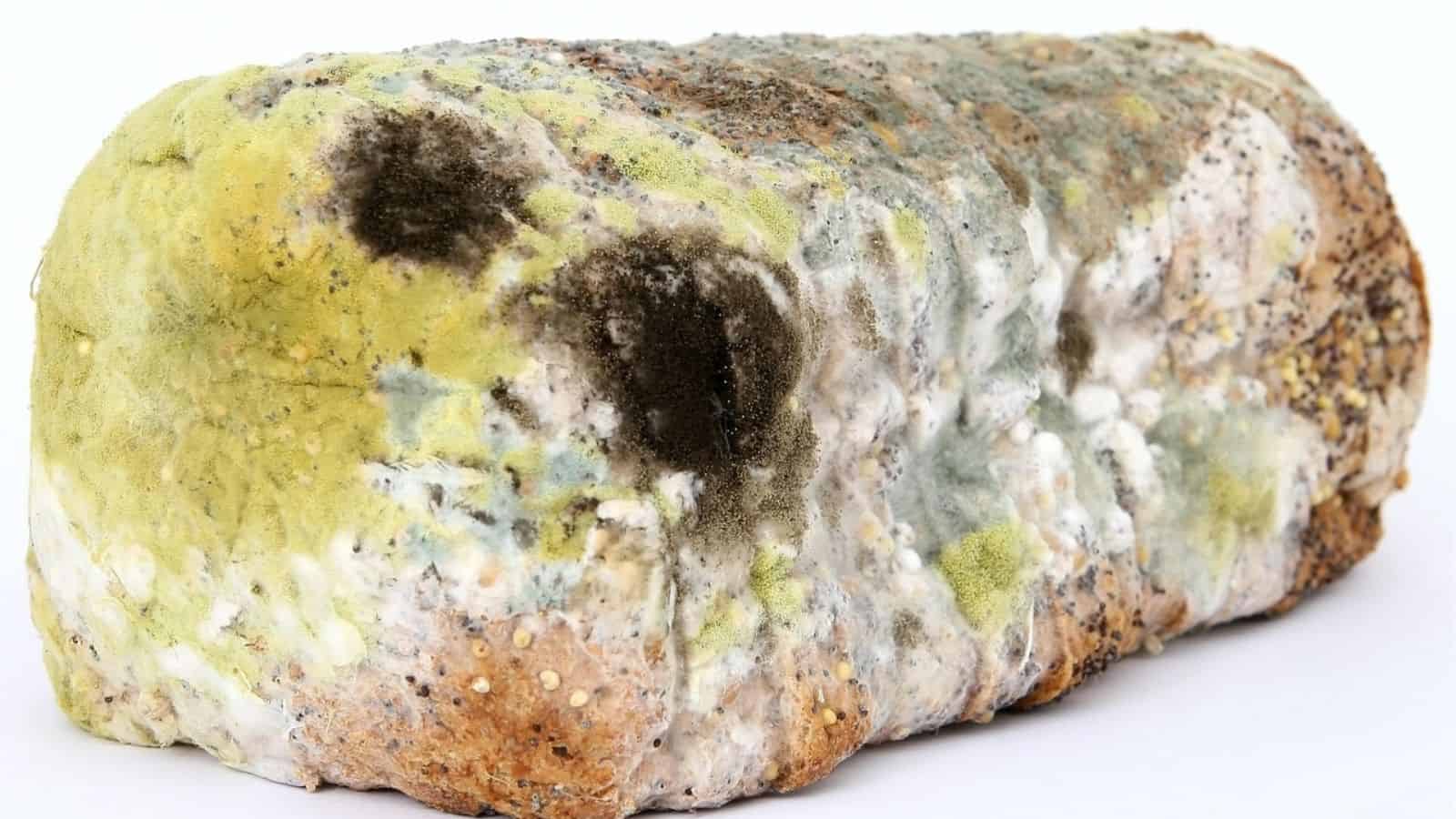 A loaf of bread covered with various patches of mold in green, white, yellow, and black colors.