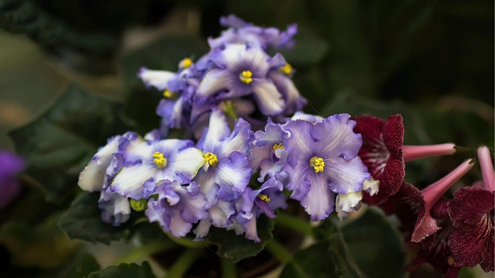 A cluster of purple and white African violet flowers with yellow centers surrounded by dark green leaves.
