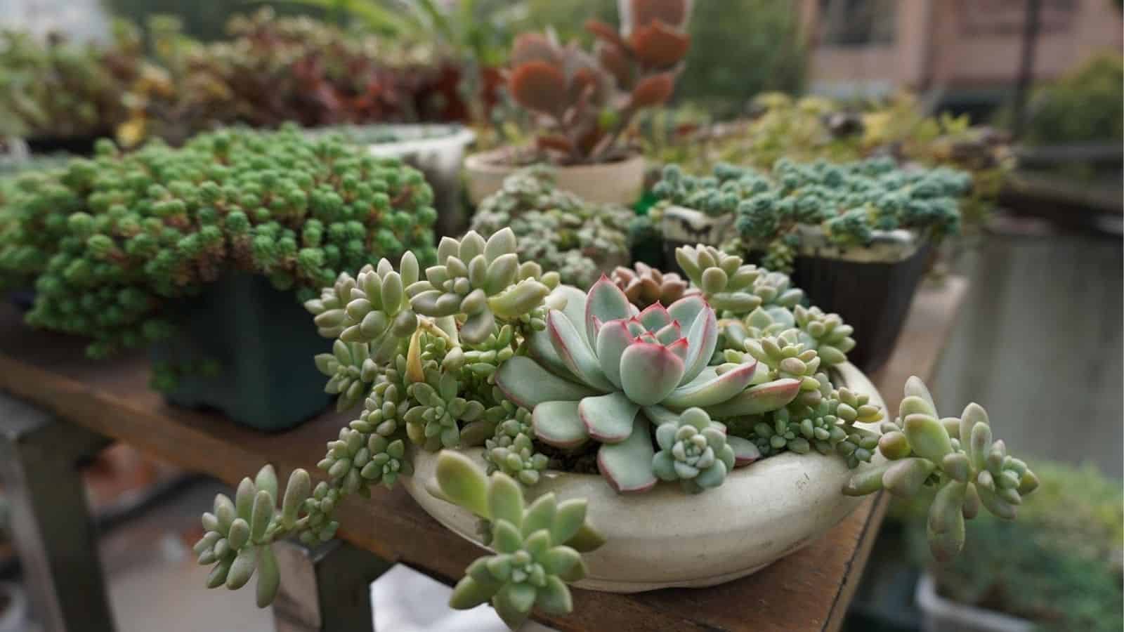 Several potted succulents arranged on a wooden surface outdoors, with various shapes and shades of green in each container.