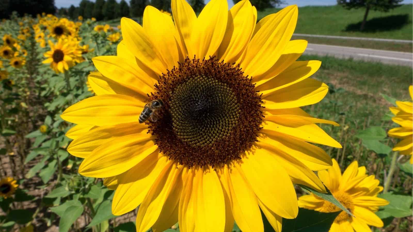 A close-up of a sunflower with a bee on its center, surrounded by a field of sunflowers near a road under a clear sky.