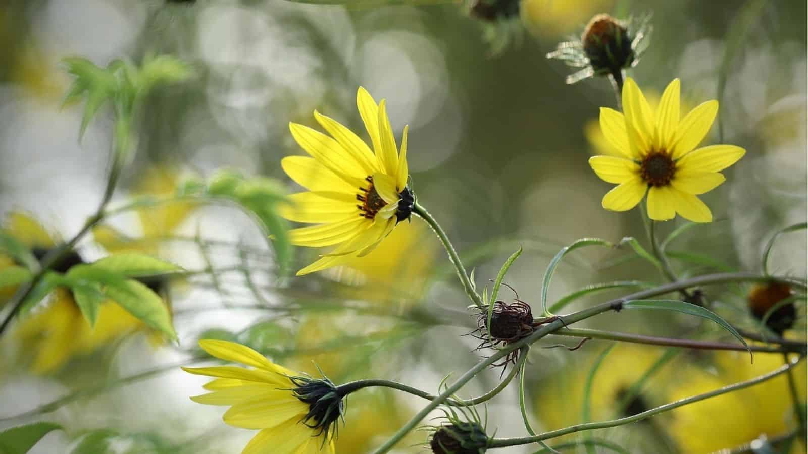 Yellow wildflowers with slender petals and green stems in soft focus, set against a blurred natural background.