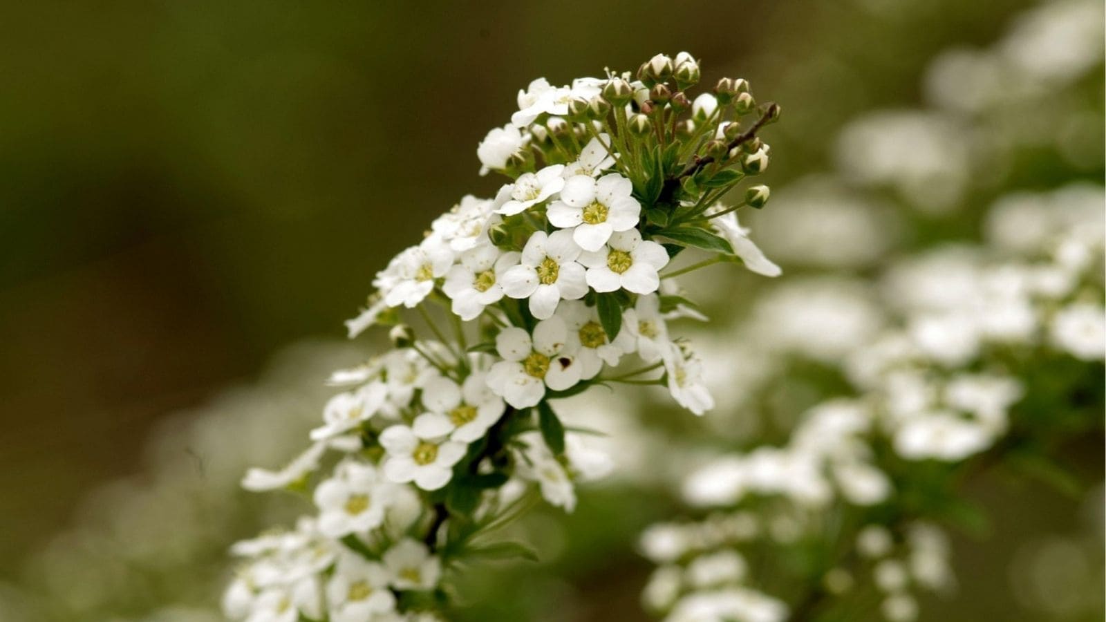 A close-up of a cluster of small white flowers with green stems and buds, set against a blurred green background.