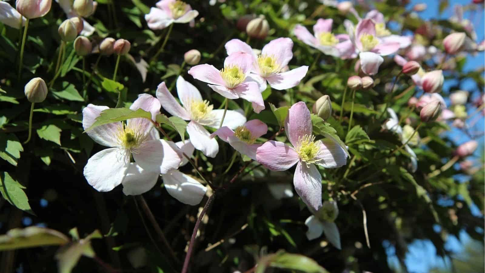 Close-up of pale pink and white clematis flowers in bloom, surrounded by green leaves and flower buds under sunlight.