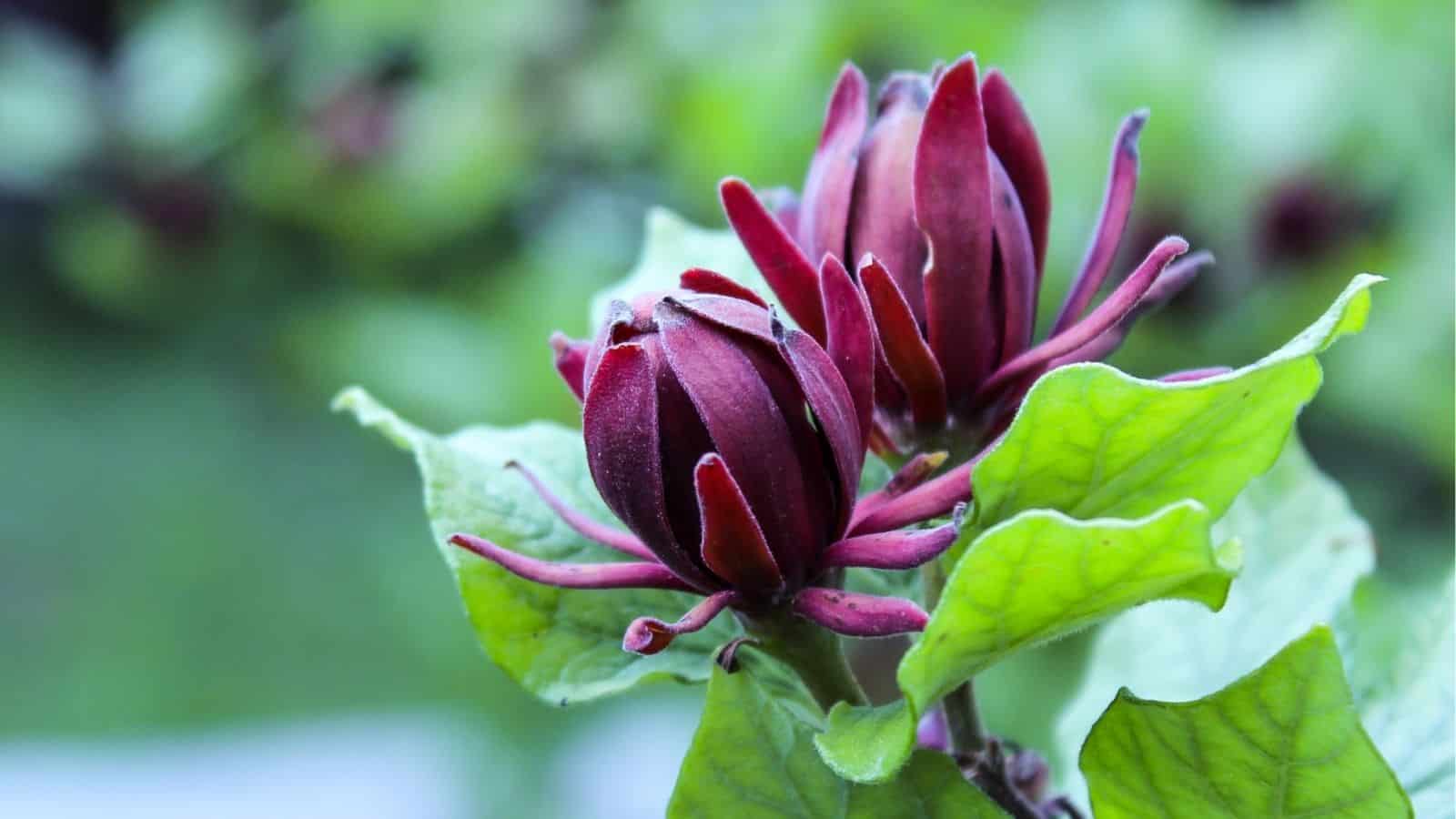 Two dark red, unopened flower buds with elongated petals grow among bright green leaves against a blurred outdoor background.
