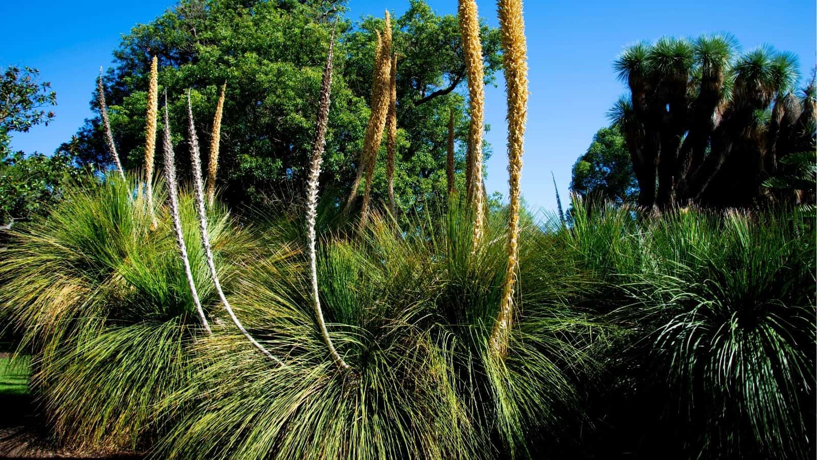 Tall grass-like plants with long, spiky leaves and yellow flowering spikes grow in a garden under a clear blue sky.
