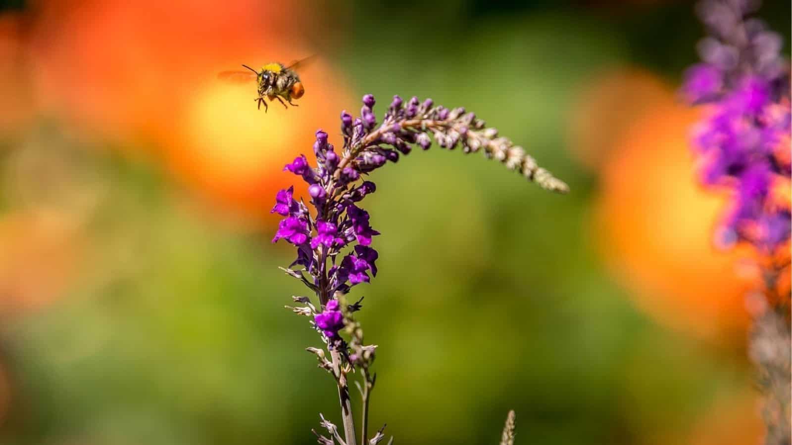 A bee hovers next to a tall stem of small purple flowers, with a blurred green and orange background.