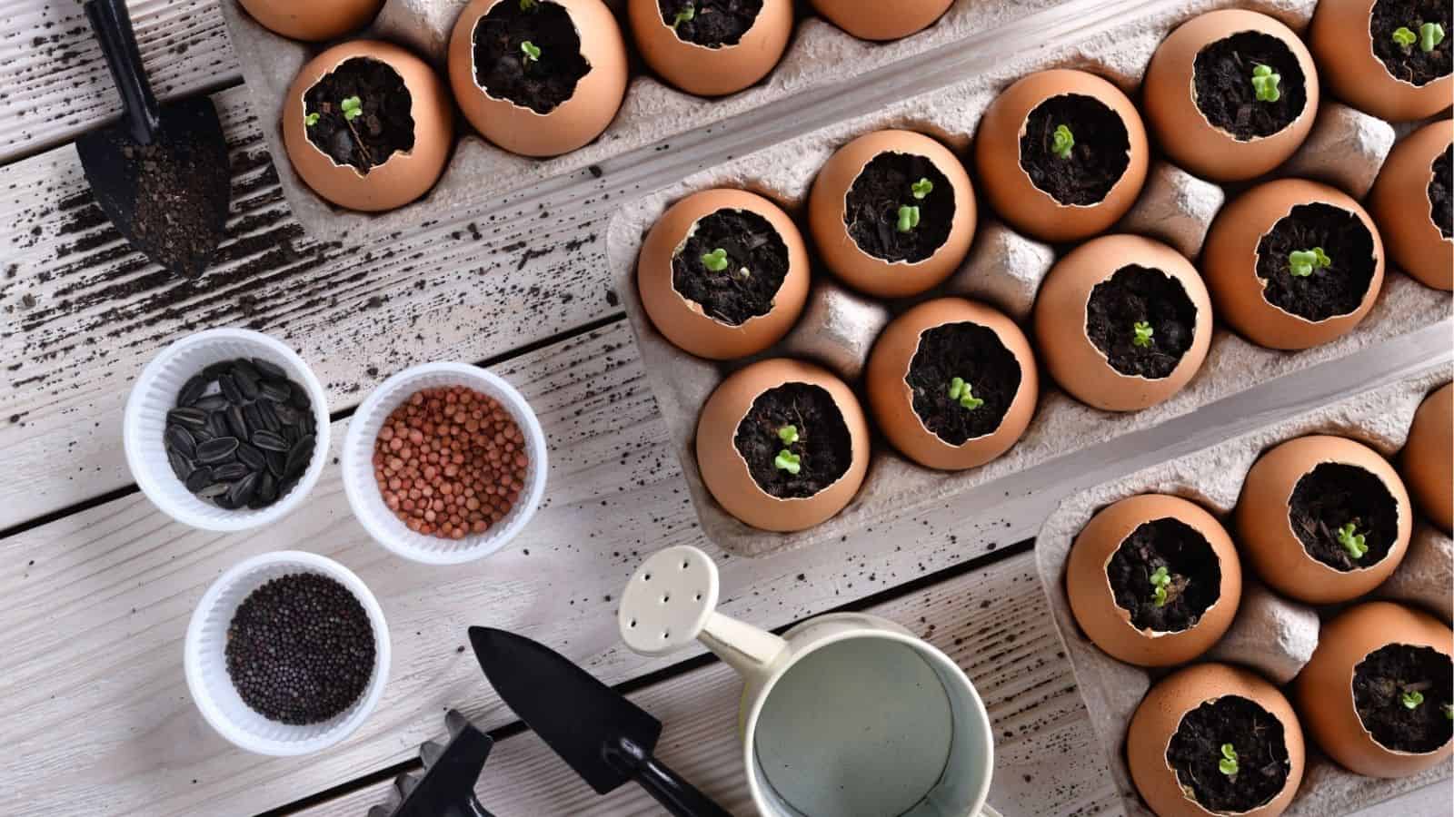 Eggshells filled with soil and seedlings arranged in cartons on a wooden table, surrounded by seeds, gardening tools, and a watering can.