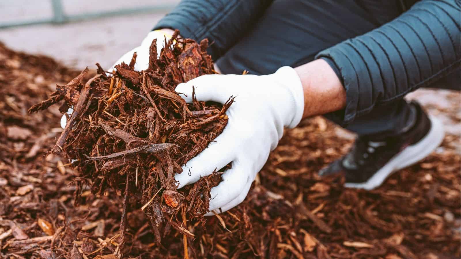 A person wearing white gloves holds a handful of brown mulch or wood chips outdoors.