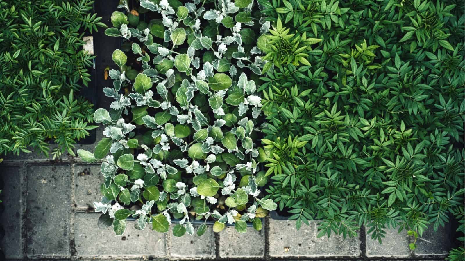 Three sections of different leafy green plants are arranged in trays on a stone pavement, viewed from above.