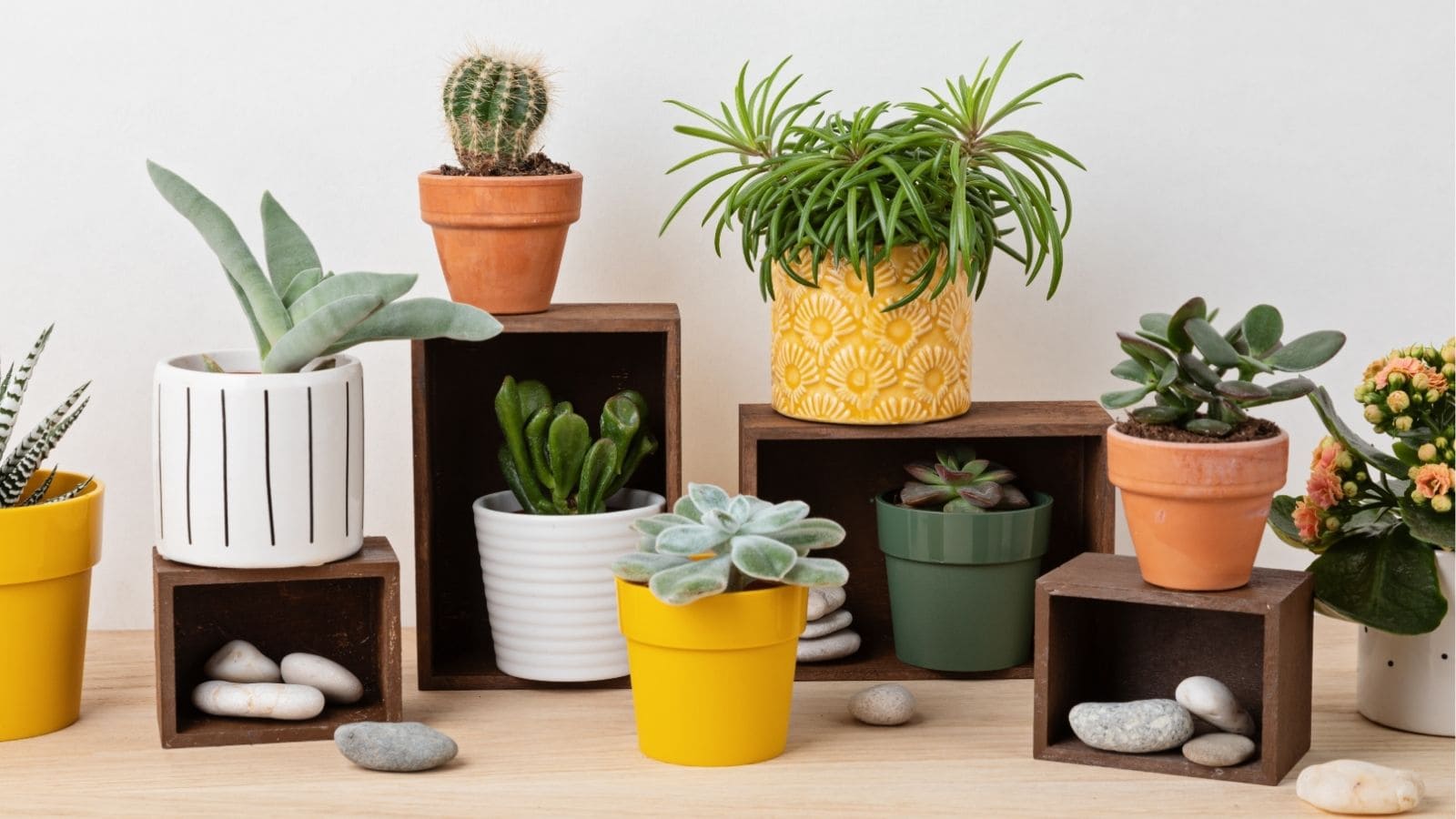Several small potted succulents and a cactus are arranged on and around wooden cubes, with decorative stones scattered on the table.