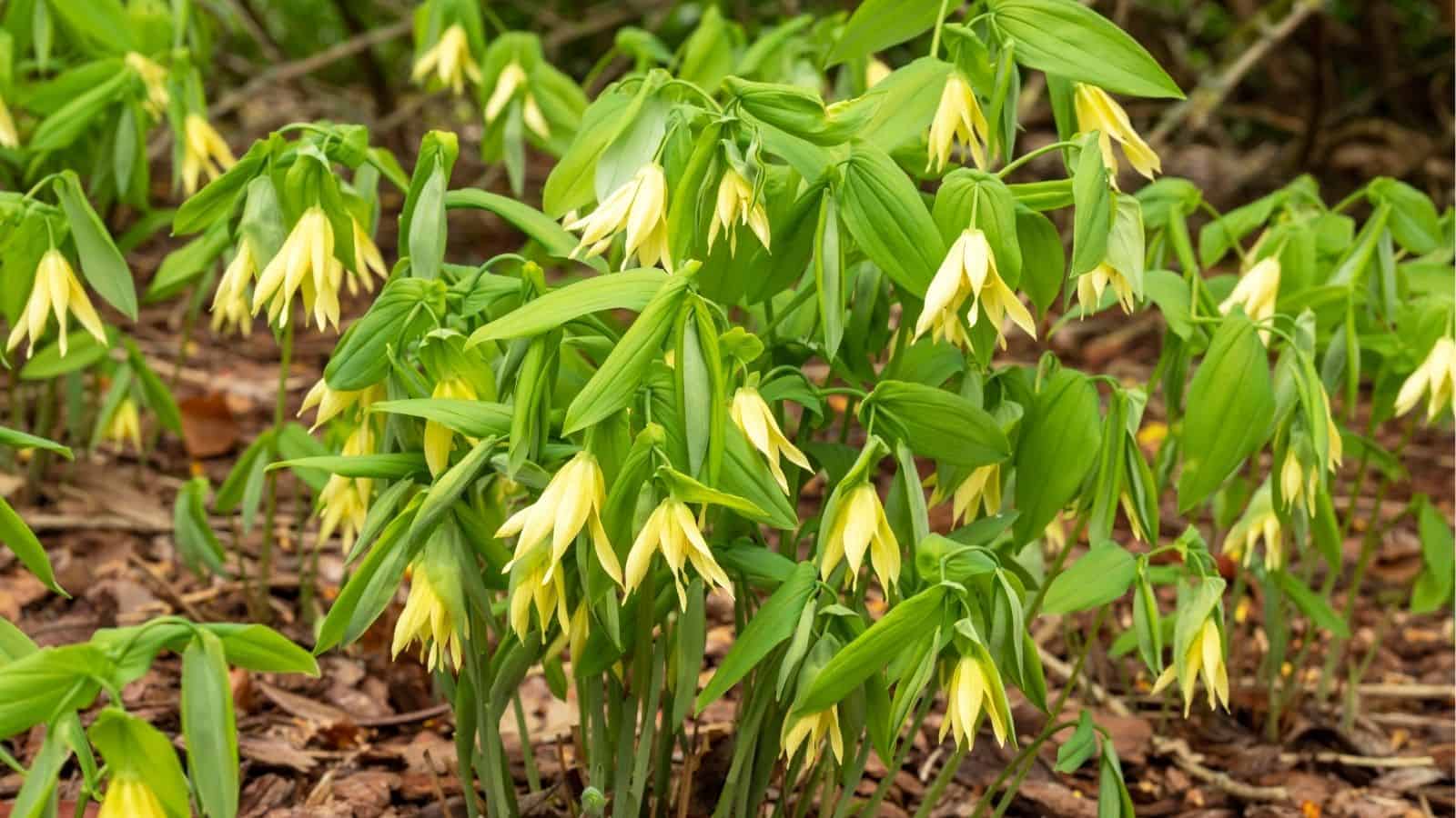 Cluster of green plants with drooping, yellowish bell-shaped flowers growing among brown fallen leaves on the ground.