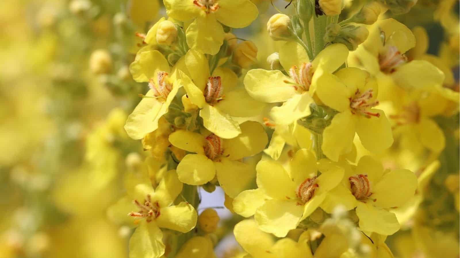 Close-up of a cluster of yellow flowers with five petals each, showing fine details of the stamens and pistils.