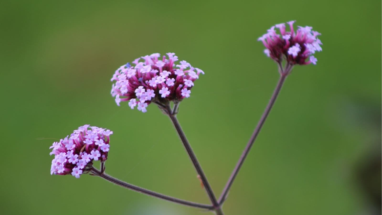 Close-up of three clusters of small purple flowers on tall, thin stems against a blurred green background.